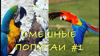 Приколы с попугаями #1 / Ржачные животные 2020 / Funny parrots