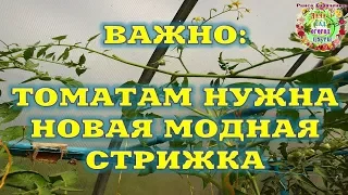 Важно:  томатам нужна новая модная прическа