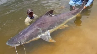 TOP 5 Amazon River Monsters