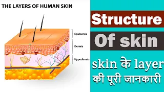 Structure of  skin I Layers of skin in Hindi I Anatomy of skin