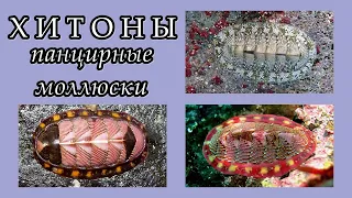 ХИТОНЫ - Панцирные моллюски