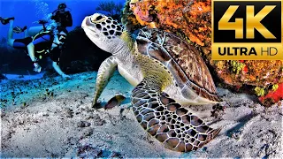 Under Water Coral Reef 4K Ultra HD Video. Instrumental 🎶 For Relaxing 60fps Aquarium, Fish Tank