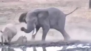 Носорог против слон
