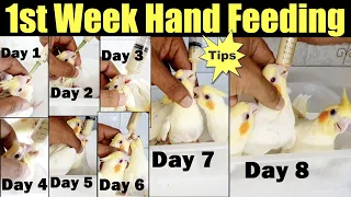 First Week of Hand Feeding baby Cockatiel | Hand feeding baby cockatiel in first week