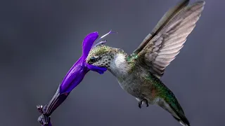 Hummingbird Heaven || United States of Animals