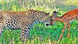 Impala Plays with Leopards