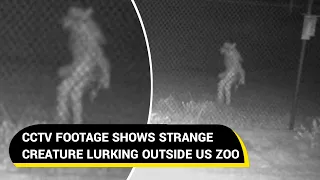 Extremely strange creature caught on camera outside US zoo | Viral Video