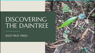 Discovering The Daintree: Idiot Fruit Tree