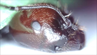 Face to Face with Ants - Ultra Close-up (feat. Messor colony)