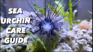 Black Long Spine Sea Urchin Care Guide - Are They Venomous? Good Algae Eaters? Diadema setosum