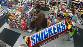 Bear Steals Candy From Gas Station * And Comes Back Again For More * Funny Bear Video