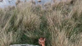 Owen the Working Cocker Spaniel, hunting, flushing a rabbit