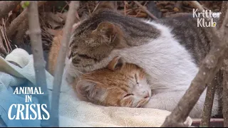 Stray Cat Protects His Sick Friend With Disabled Legs From Danger (Part 1) | Animal in Crisis EP103