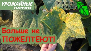 Больше листья не будут желтеть! Пероноспороз уйдет и не вернется! 6 шагов к большому урожаю!