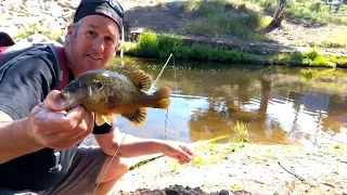 Urban Creek Fishing! Bass and Green Sunfish!