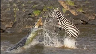 Brave Zebra Escapes From Two Crocodile's Jaws