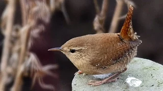 Das Vogeljahr 2014