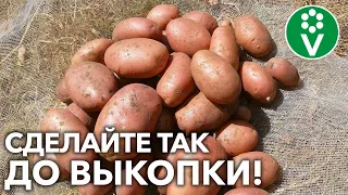 КЛУБНИ КАРТОФЕЛЯ БЫСТРО ДОЗРЕЮТ И ЛУЧШЕ СОХРАНЯТСЯ! Если перед уборкой сделаете так!