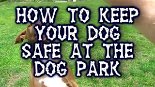 How To Keep Your Dog Safe at the Dog Park