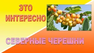 Это интересно Северные черешни