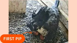 First pip sighting on peregrine falcon egg | Falcon Cam 2024