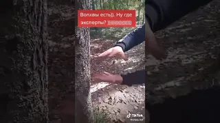 Волхвы есть