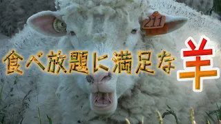 【羊の動画】【食べ放題に満足な羊】Sheep satisfied with all-you-can-eat