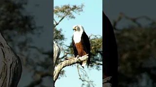 African fish eagles call #wildanimals #shorts