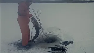 Talviverkoilla Pielisellä 25.3.24   kuhaa ja lahna nippuja