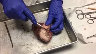 Sheep Heart Dissection