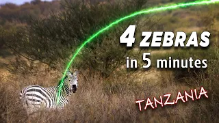 4 Zebras in 5 minutes!  | Bowhunting Compilation |