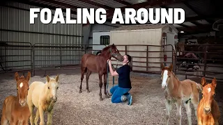 BABY HORSE PLAY DAY + Halter Training Begins!