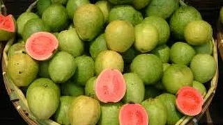 How to Grow Guava - English CC - Como Cultivar Guayaba - TvAgro por Juan Gonzalo Angel