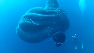 Taucher treffen auf tonnenschweren Mondfisch