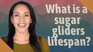 What is a sugar gliders lifespan?