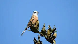 Rock Bunting (Emberiza cia)- calling video by NIKON P-900