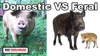 Are Pastured Pigs to Blame for Feral Pigs??