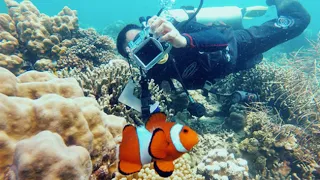 SCUBA Diving Egypt Red Sea - Underwater Video HD, Best scuba diving in the world! 🐟 💯