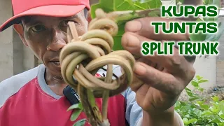 MUDAH SEKALI TERNYATA BIKIN SPLIT TRUNK SANCANG