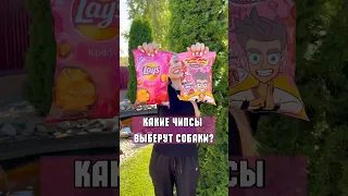 КАКИЕ ЧИПСЫ ВЫБЕРУТ СОБАКИ: lays или lava lava?