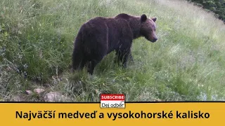 Najväčší medveď a vysokohorské kalisko ⛰💧💪🐻💧⛰