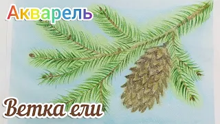 Как рисовать ветку ели акварелью