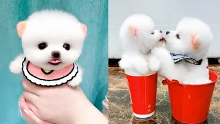 Cute and Funny Pomeranian Videos 212 #Shorts