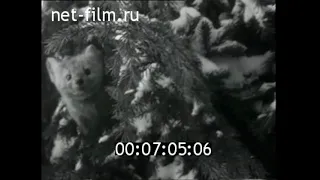 1964г. охота на соболя. Восточно- Казахстанская обл