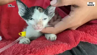 Baby Kitten By The roadside and Waiting For Someone To Save It | FTC Meow