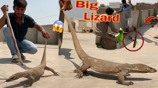 Biggest l Dinosaur l Indian Monitor Lizard Ko Paker Liya😱