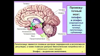 Вячеслав Дубынин «Химия» мозга Лекция 12  Мозг, гормоны, цитокины