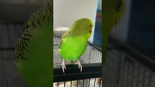 Budgie chirps across the room  🥰💚💛 #budgies #parakeet #cutebirds #birdlife #birds #budgielove