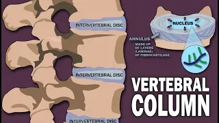 VERTEBRAL COLUMN ANATOMY (1/2)