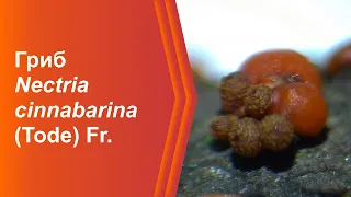 Асковий гриб Nectria cinnabarina (Tode) Fr. (Львів, Україна)